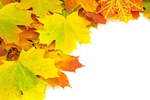 autumn maple leaves isolated on a white