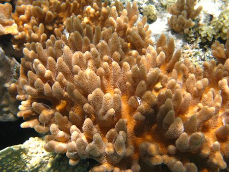 Soft corals in Red sea, Abu Dabab, Egypt