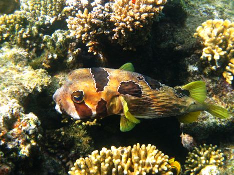 Black-blotched porcupinefish and coral reef in Red sea