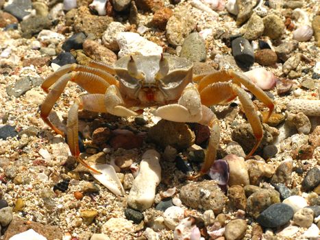 Crab and coral, Red sea, Abu Dabab, Egypt