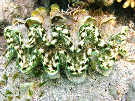 Green maxima clam and coral reef in Red sea