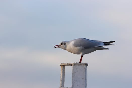 gull on a post