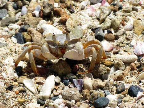 Crab and coral, Red sea, Abu Dabab, Egypt