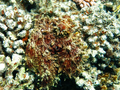 Octopus in Red sea, Abu Dabab, Egypt