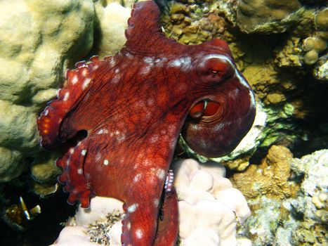 Octopus in Red sea, Abu Dabab, Egypt