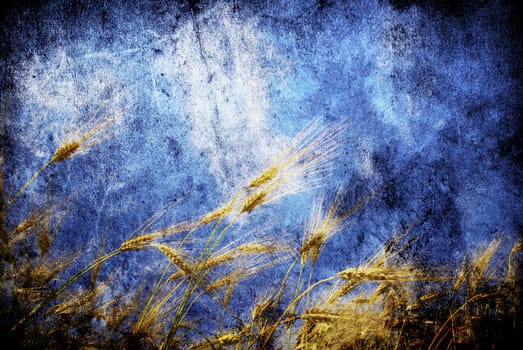 Wheat ears against the blue  sky