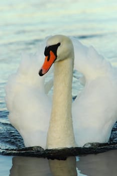 Swan