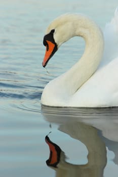 swan