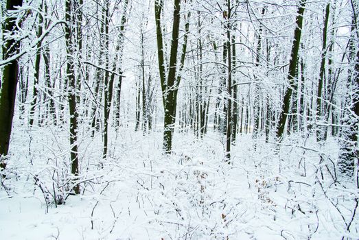 beautiful winter forest  and the road