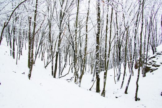 beautiful winter forest  and the road