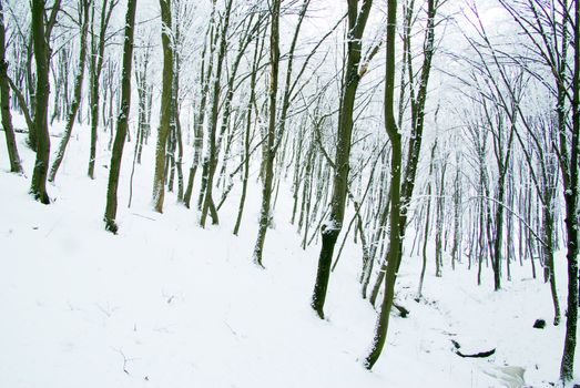 beautiful winter forest  and the road