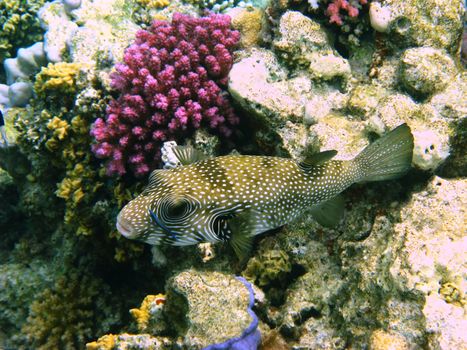 White-spotted puffer and coral reef in Red sea