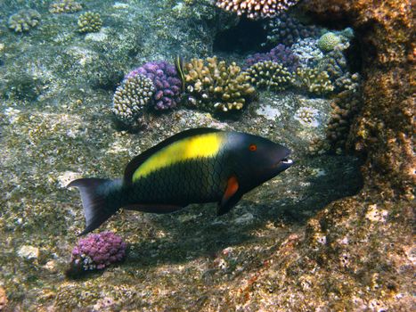 Parrot fish and coral reef in Red sea