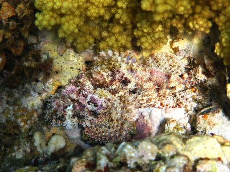 Perfect masked scorpaena and coral reef in Red sea