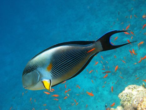 Sohal surgeonfish and coral reef in Red sea