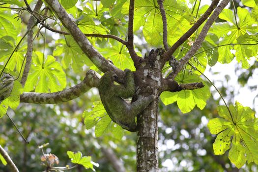 A Three-toed Sloth climbing down the tree in Manuel Antonio national park