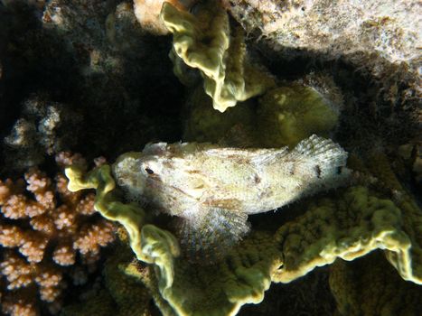 Tassled scorpionfish and coral reef in Red sea