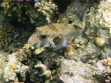 White-spotted puffer and coral reef in Red sea