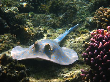 Blue-spotted stingray and coral reef in Red sea