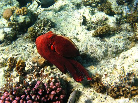 Octopus in Red sea, Abu Dabab, Egypt