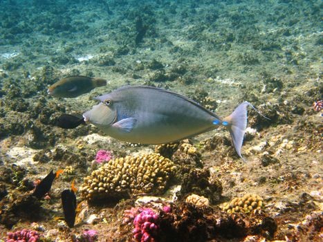 Bluespine unicornfish (naso unicornis) and coral reef in Red sea