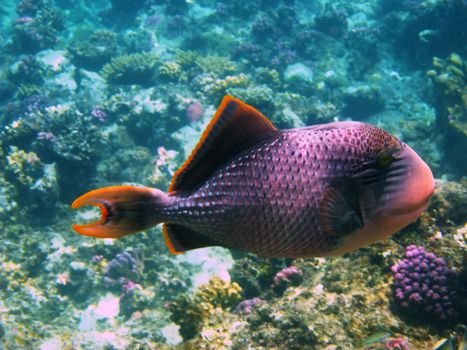 Yellowmargin triggerfish and coral reef in Red sea