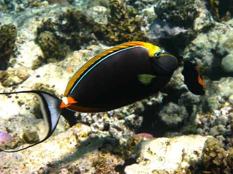 Orangespine unicornfish (naso lituratus) and coral reef in Red sea