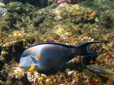 Sohal surgeonfish and coral reef in Red sea