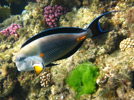 Sohal surgeonfish and coral reef in Red sea