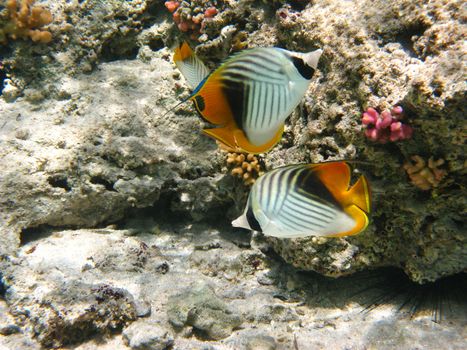 Threadfin butterflyfishes and coral reef in Red sea