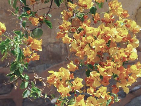 Yellow flowers background, Marsa Alam, Egypt