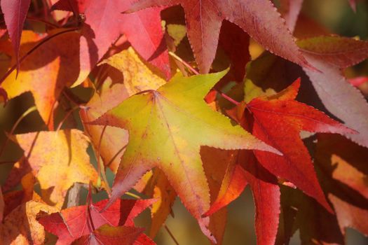 Autumn leaves