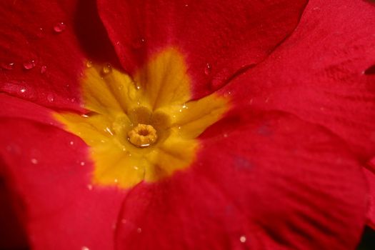 Primrose (Primula) macro