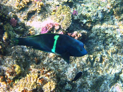 Clown coris and coral reef in Red sea