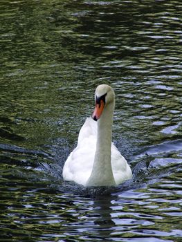 Swan