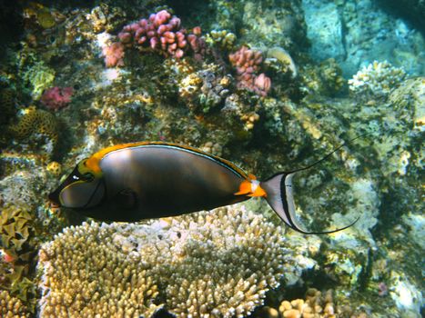 Orangespine unicornfish (naso lituratus) and coral reef in Red sea