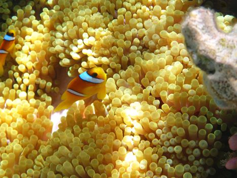 Sea anemones and two-banded clownfish in Red sea