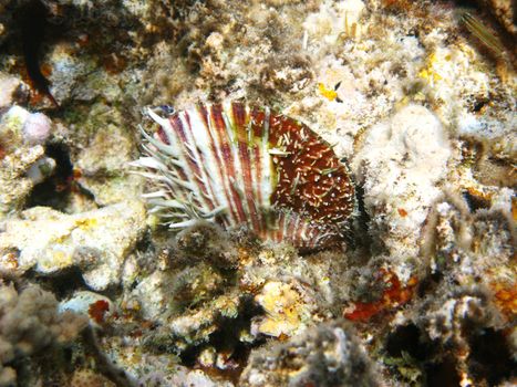 Thorny scallop and coral reef in Red sea
