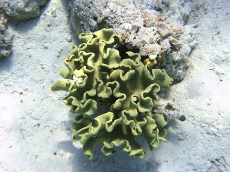 Toadstool mushroom leather coral in Red sea