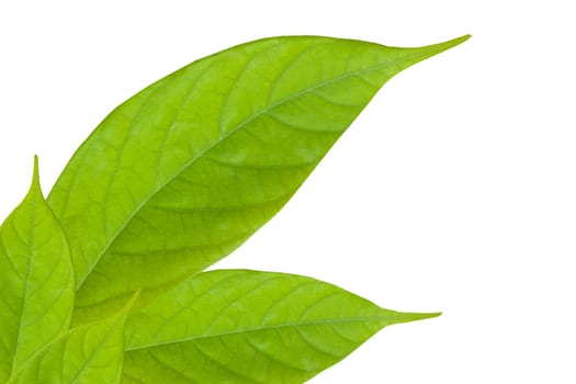 Close-up of green leaf isolated on white background