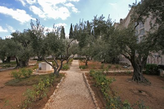 Jerusalem-Garden of Gethsemane