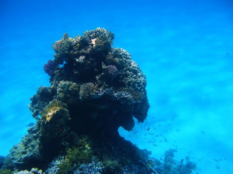 Coral reef and tropical fishes in Red sea