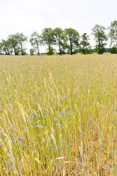 Rye (Secale cereale) is a grass grown extensively as a grain and as a forage crop. It is a member of the wheat tribe (Triticeae) and is closely related to barley and wheat.