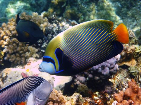 Emperor angelfish and coral reef in Red sea