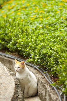 A cat in countryside waiting pray