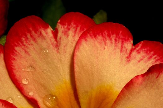 Primrose (Primula) macro