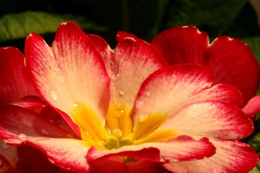 Primrose (Primula) macro