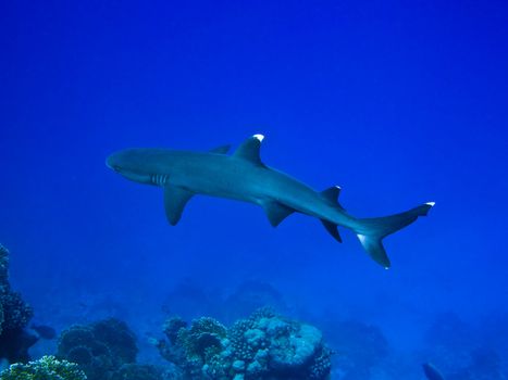 Whitetip reef shark and coral reef in Red sea