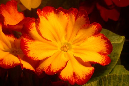 Primrose (Primula) macro