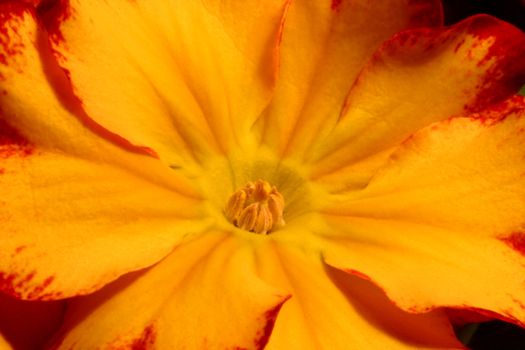 Primrose (Primula) macro